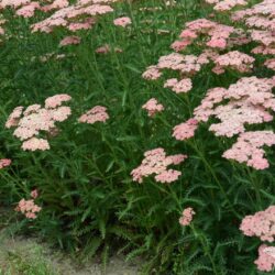 Achillea millefolium 'Apricot Delight'