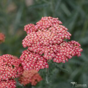 Achillea millefolium 'Belle Epoque'