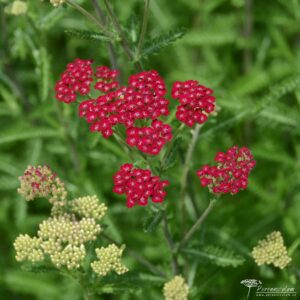 Achillea millefolium 'Cassis'