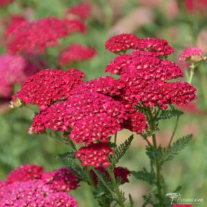 Achillea millefolium Pomegranate 01
