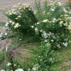 Achillea filipendulina Hella Glashoff