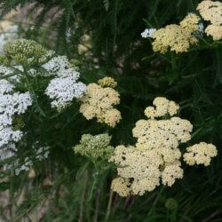 Achillea filipendulina Hella Glashoff