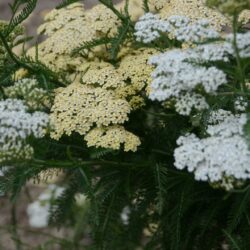 Achillea filipendulina Hella Glashoff