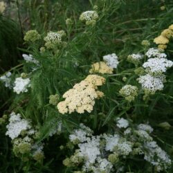 Achillea filipendulina Hella Glashoff