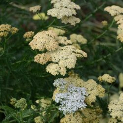 Achillea filipendulina Hella Glashoff