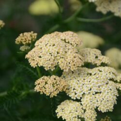 Achillea filipendulina Hella Glashoff
