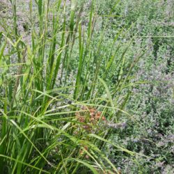Calamagrostis brachytricha