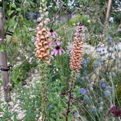 Digitalis ferruginea Gigantea