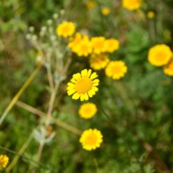 Anthemis tinctoria
