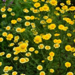 Anthemis tinctoria