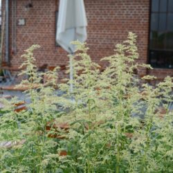 Artemisia lactiflora Elfenbein