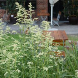 Artemisia lactiflora Elfenbein