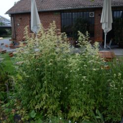 Artemisia lactiflora Elfenbein