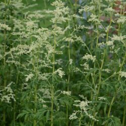 Artemisia lactiflora Elfenbein