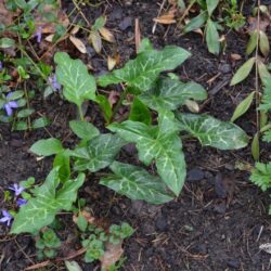 Arum italicum Marmoratum