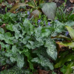 Arum italicum Marmoratum