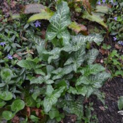 Arum italicum Marmoratum