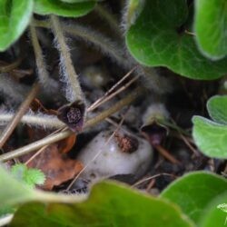 Asarum europaeum