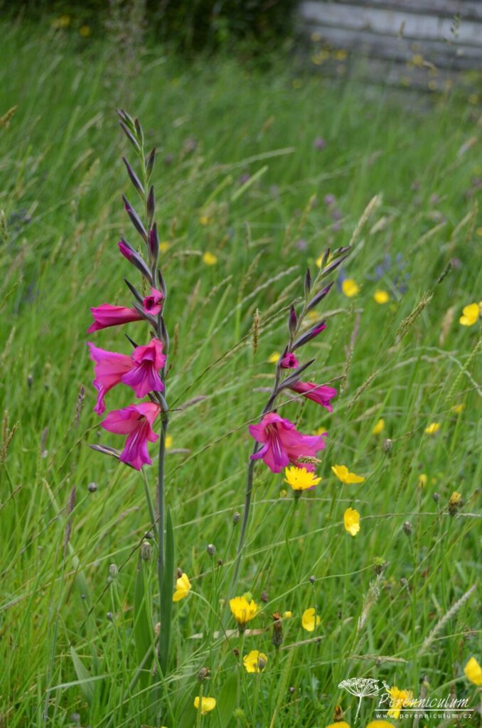 Legenda mezi anglickými zahradami - Great Dixter 3 40 Great Dixter 02