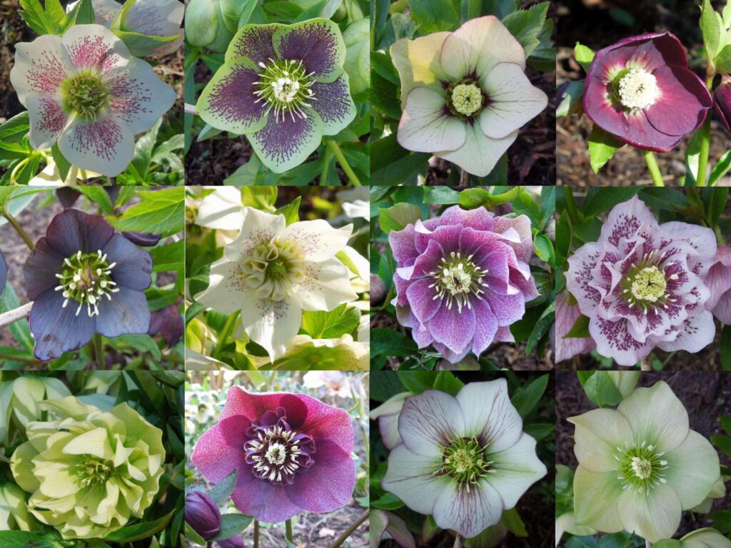 Helleborus - Trvalka sezóny 2024 2 helleborus cemerice trvalka sezony 2024