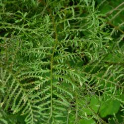 Dryoptiris filix-mas Lieanris Polydactylon