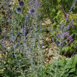 Perovskia atriplicifolia Little Spire