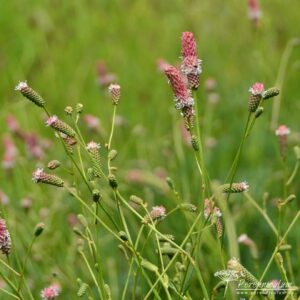 Sanguisorba officinalis Pink Tanna 01
