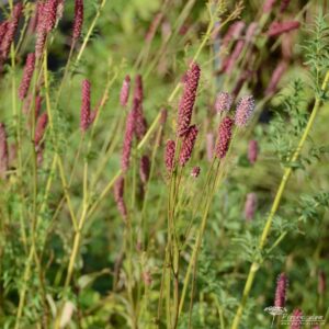 Sanguisorba officinalis Rock n Roll 01