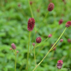 Sanguisorba officinalis Tanna 01