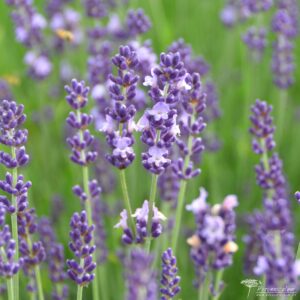 Lavandula angustifolia Contrast 01