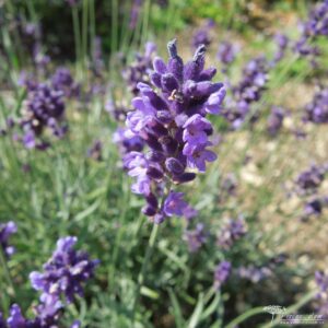 Lavandula angustifolia Imperial Gem 01