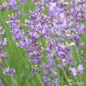 Lavandula angustifolia Siesta 01