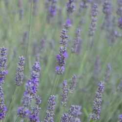 Lavandula x intermedia