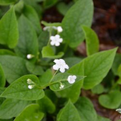 Omphalodes verna Alba