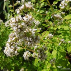 Origanum vulgare Origanum vulgare