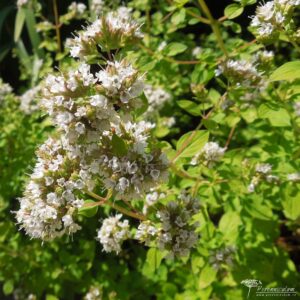Origanum vulgare Aureum 01