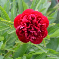 Paeonia officinalis Paeonia officinalis