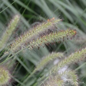 Pennisetum alopecuroides Hameln 01