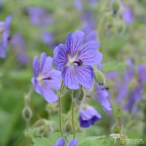 Geranium renardii Terre Franche