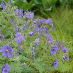 Geranium renardii Terre Franche