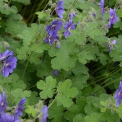 Geranium renardii Terre Franche