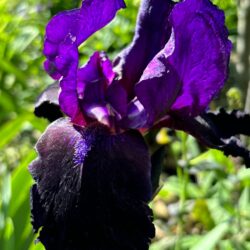 Iris Gypsy Romance