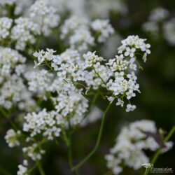Peltaria alliacea Peltaria alliacea