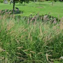 Pennisetum orientale Karley Rose