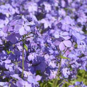 Phlox divaricata Blue Moon