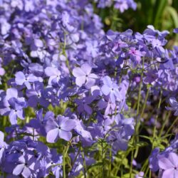 Phlox divaricata Blue Moon