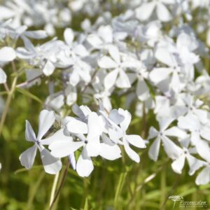 Phlox divaricata May Breeze