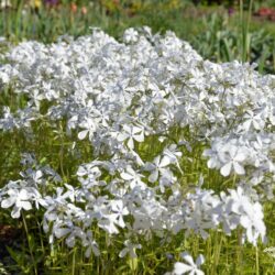 Phlox divaricata May Breeze