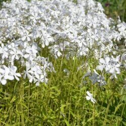 Phlox divaricata May Breeze