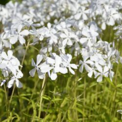 Phlox divaricata May Breeze